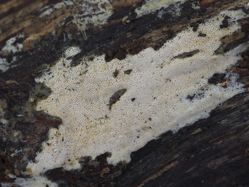 Schizopora flavipora